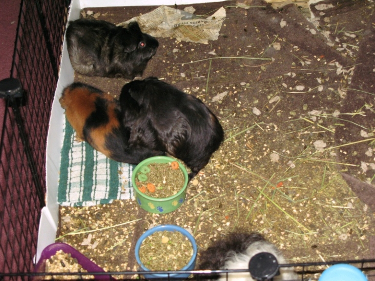This picture shows our small black guinea pig mounting our young teddy bear guinea pig.