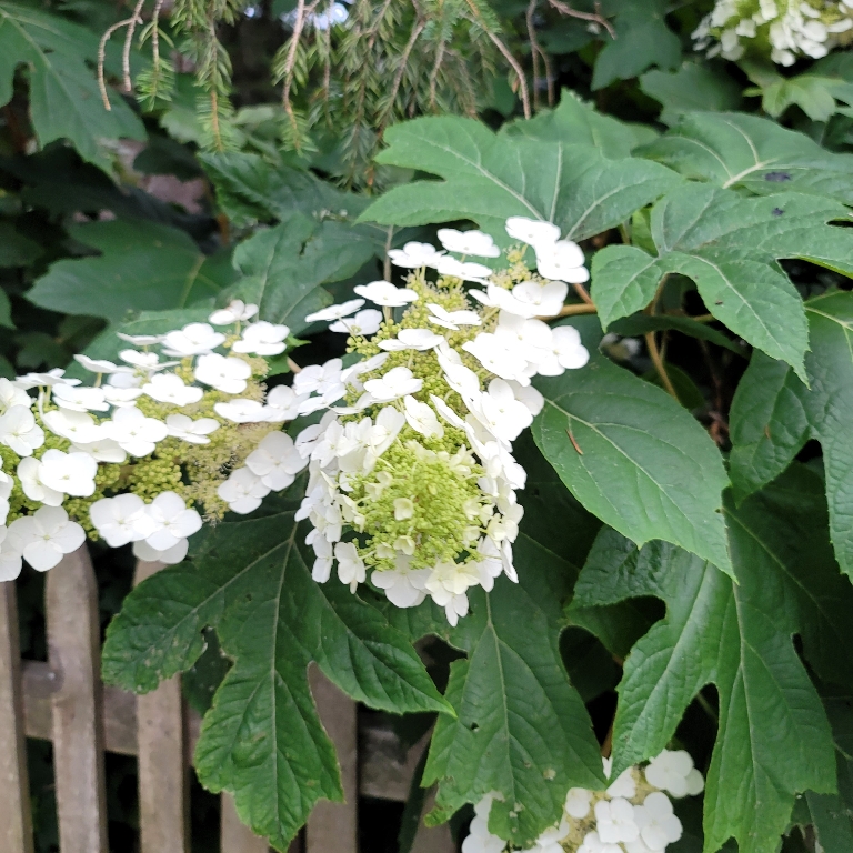 This picture is of white on a hydrangea that we came across.