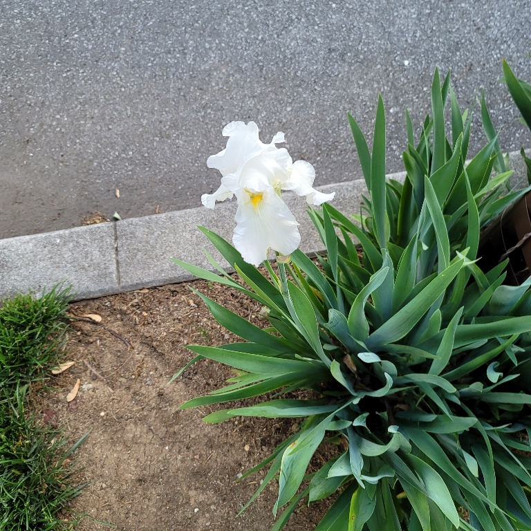 Here is a photo of an iris blooming with a white and yellow flowers