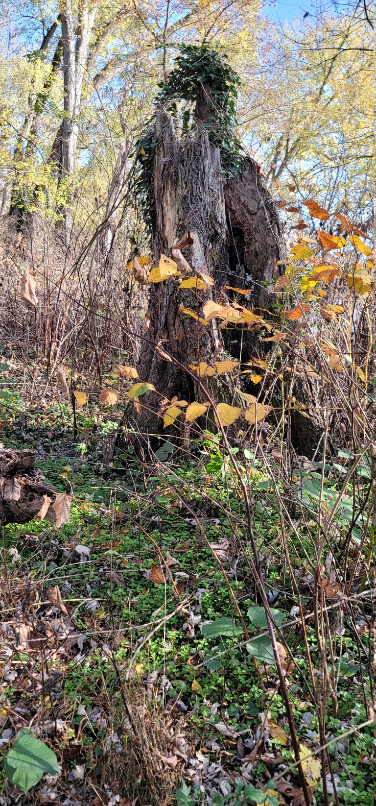 This picture is of large tree was snapped off paRt way up.