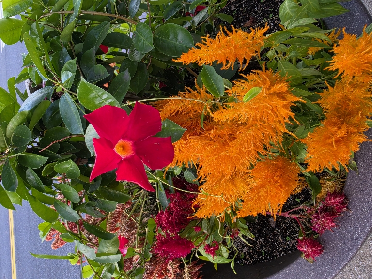 This is a photo of large red flowers and reddish orange cone-shaped flowers in a large container with lush green foliage.