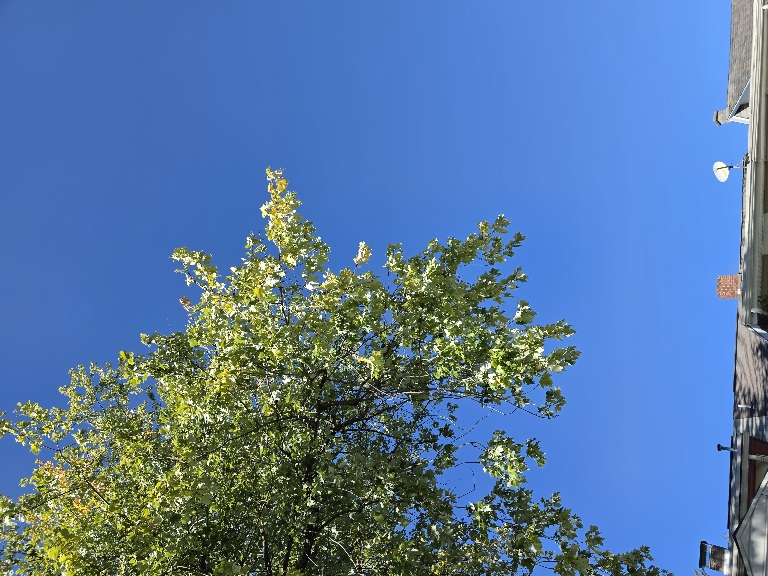 This picture is a tree with mostly green leaves but some yellow ones are mixed in.