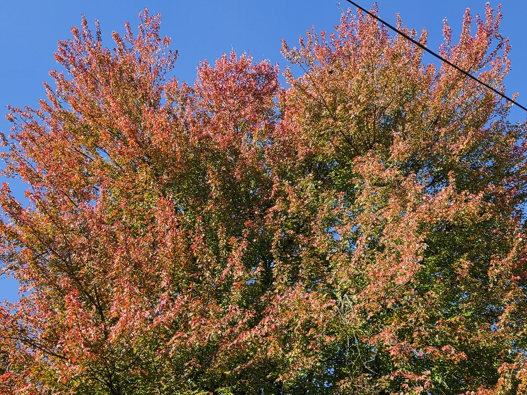 This  photo showing a tree with mostly red leaves and some scattered green ones. The sky in the background is deep blue..