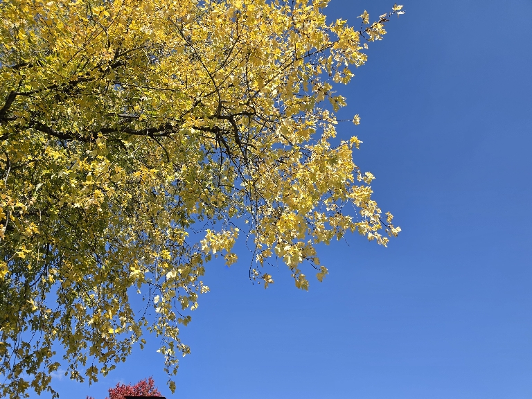 This is a photo of a tree with mostly yellow leaves and some green ones mixed. The sky is deep blue in the background