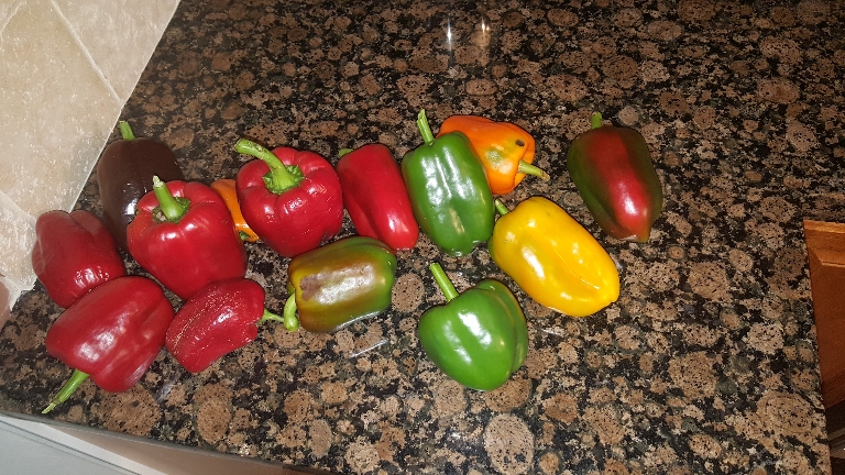 Here is a photo of all the peppers I just picked from the garden