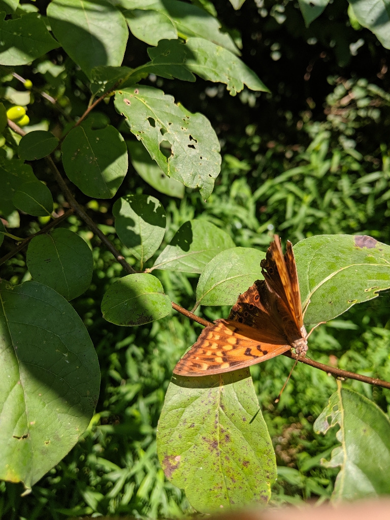 Here's a picture of a reddish brown butterfly that we saw many of on the Northwest River Trail today.