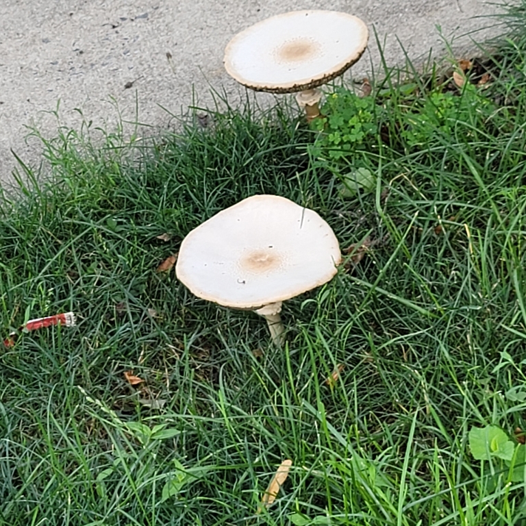 Several large mushrooms are in this picture growing out of the grass. They are white with flat tops.