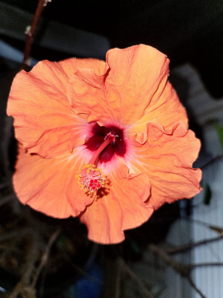 This picture shows a mostly bare hibiscus plant with one lone flower blooming.