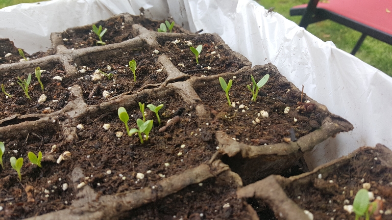 This picture contains milkweed seedlings in pots that are just beginning to grow.