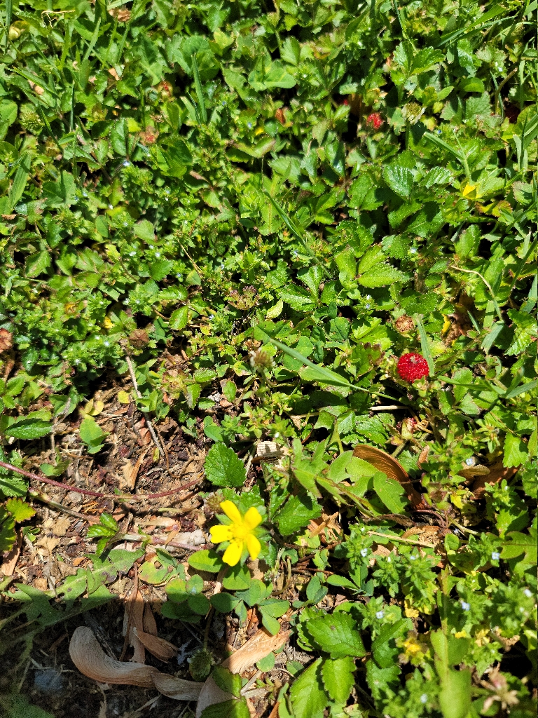 This picture shows a bright yellow flower and also some small bright red strawberry looking fruits on some weeds in the grass.