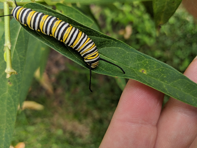 This is a photo of a large monarch butterfly caterpillar on milkweed plant.