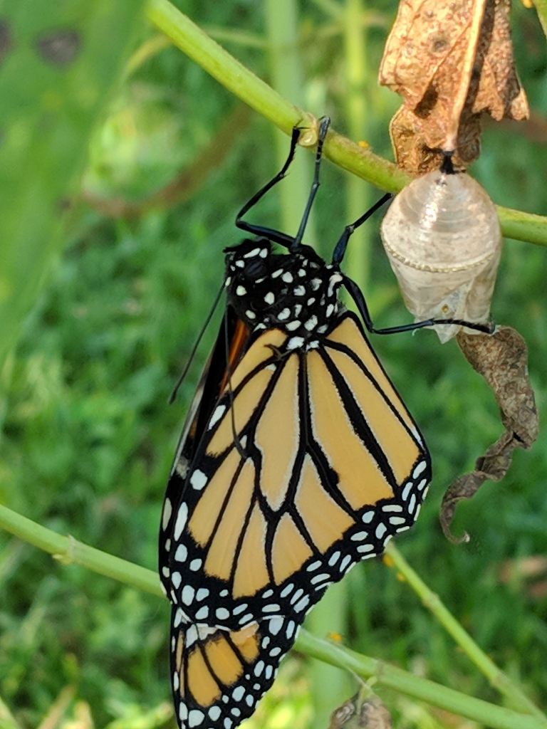 This photo shows a monarch butterfly drying its wings about an hour after emerging from the chrysalis