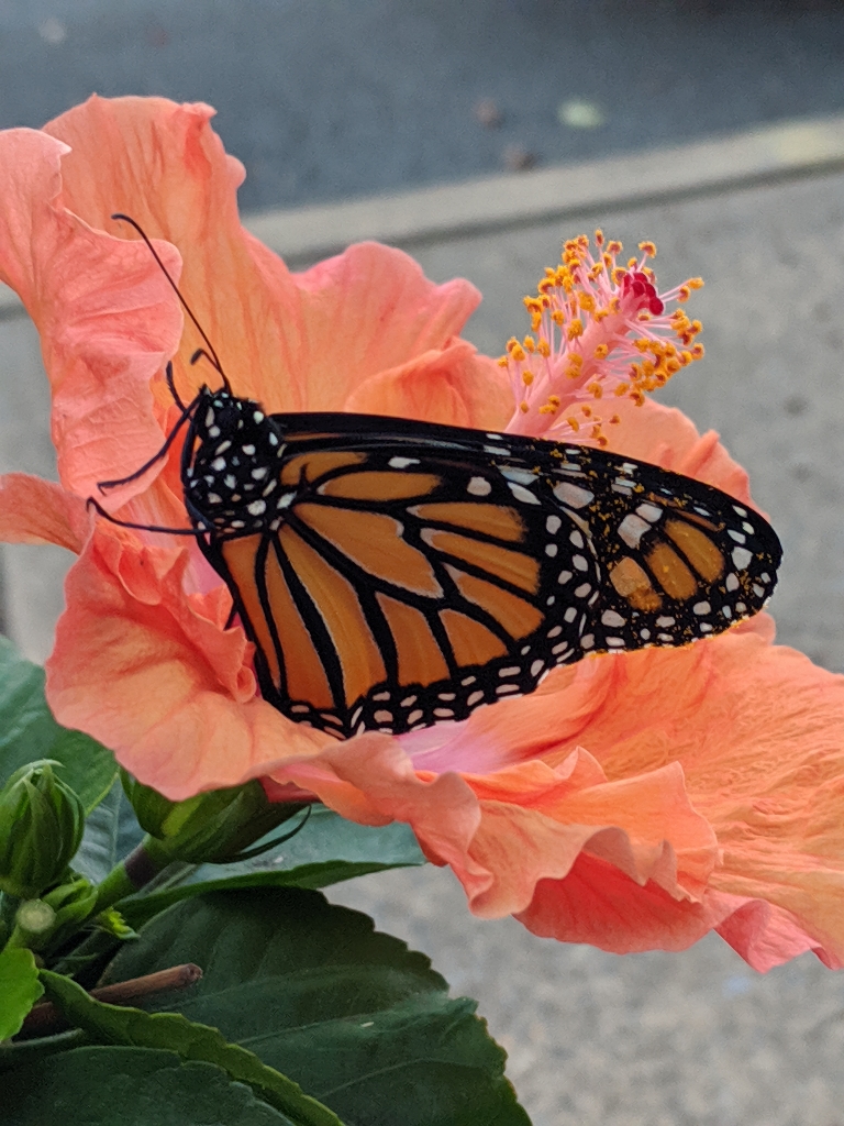 Here is a picture of a monarch Butterfly on a large hibiscus flower.
