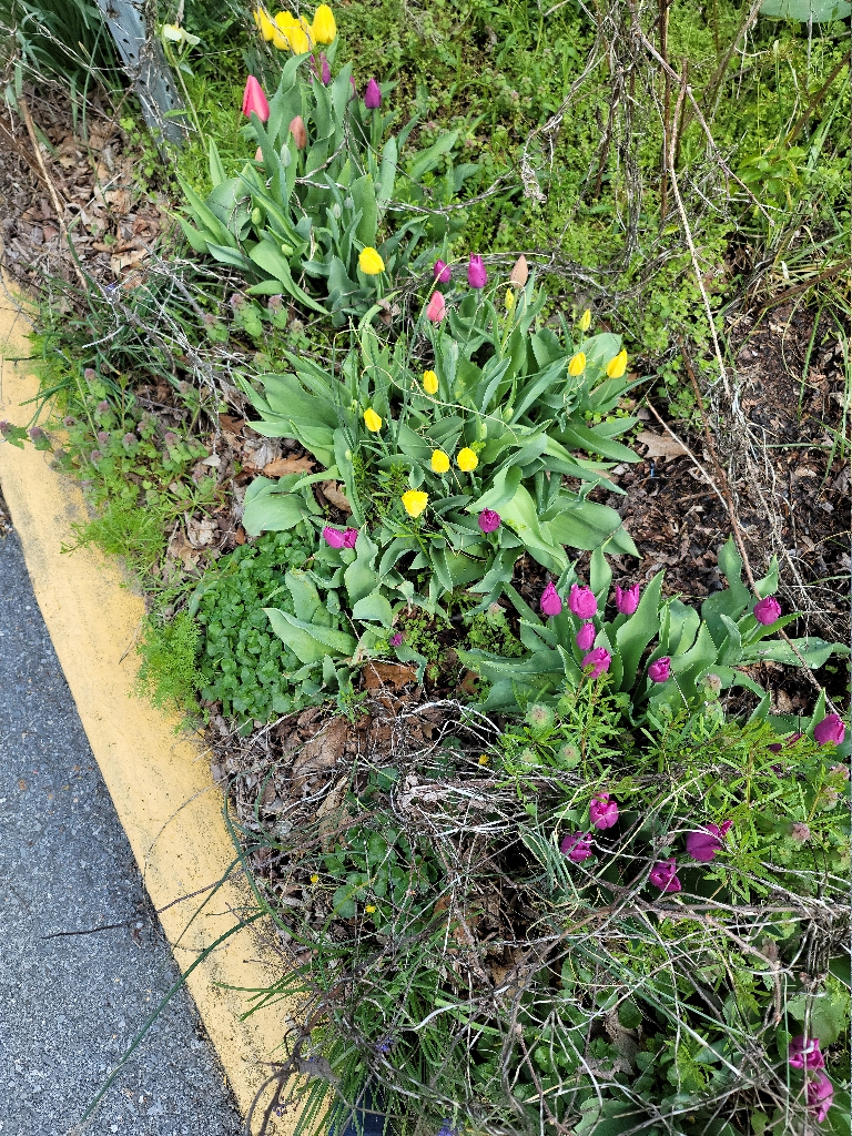 This is a picture showing some yellow and purple flowers blooming.