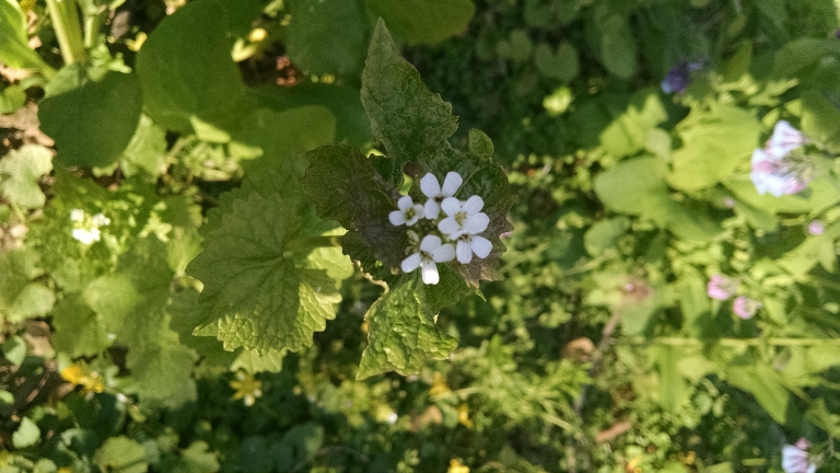 This is a picture of some flower blooming outside in the spring. There are white flowers and also some pink ones.