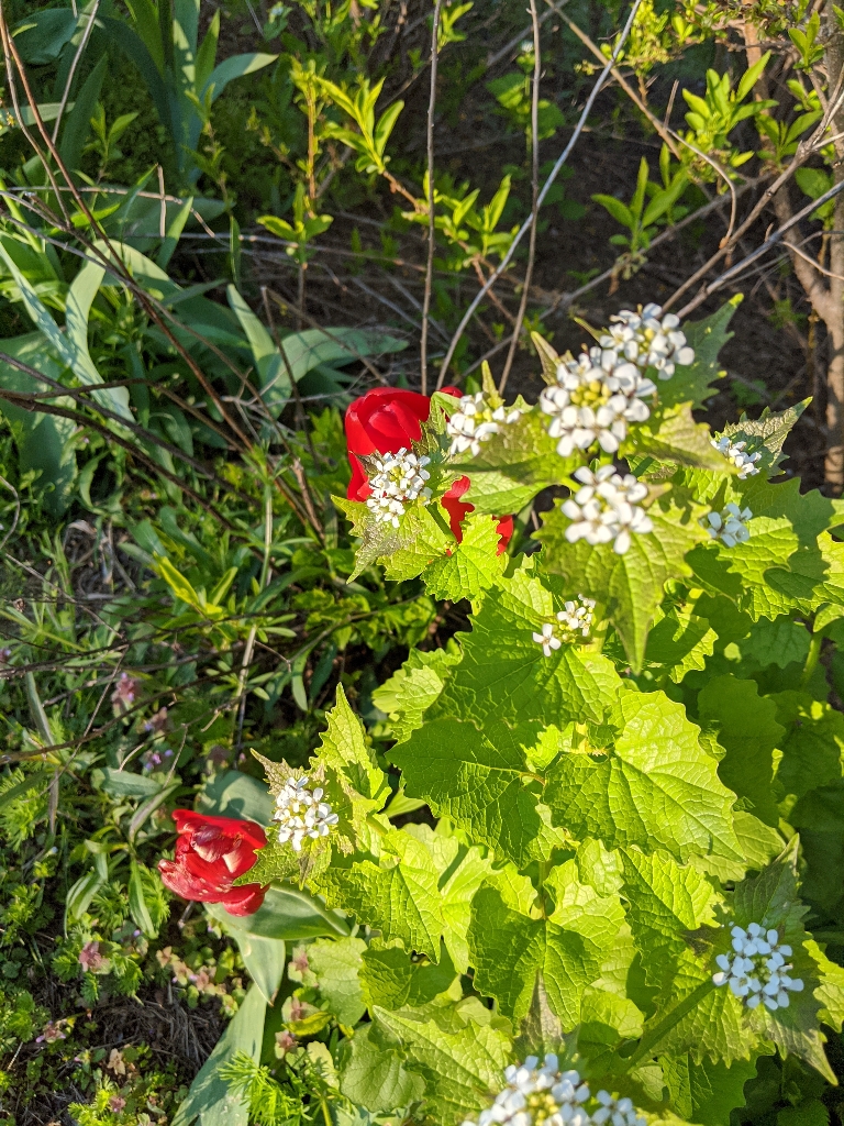 This photo has small white and yellow flower through. There are also two larger red flowers.