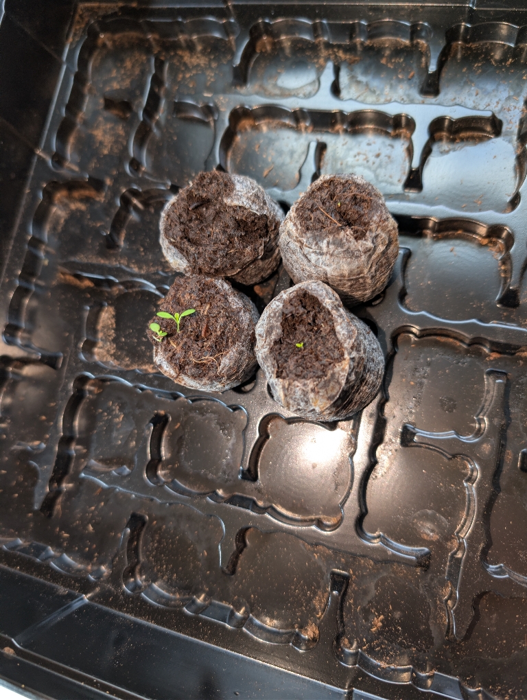 This picture is of a tiny seedling coming from a couple of petunia seeds. There are also two larger seedlings thriving in a pot on the left.