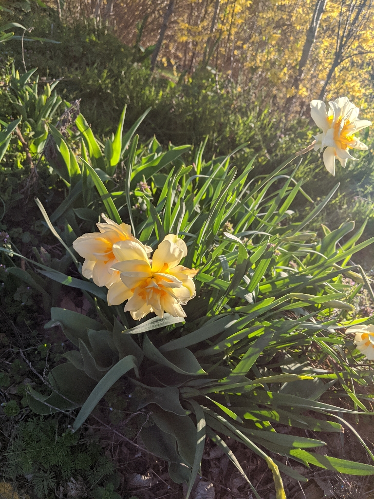 This is a picture showing some yellow and white flowers blooming.