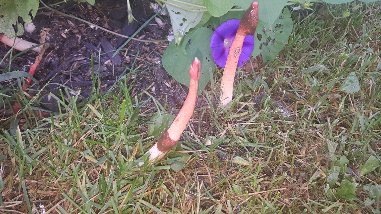 Several mushrooms are in this picture growing out of the mulch with a purple morning glory flower in the background.