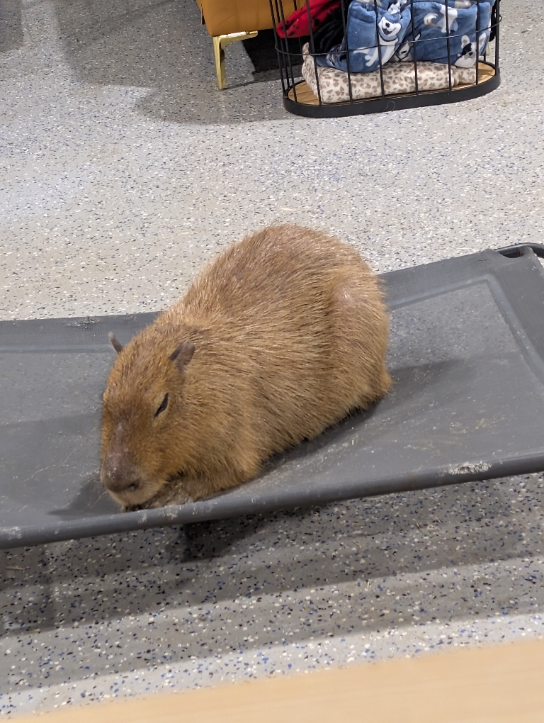 This picture shows a capybara lying.