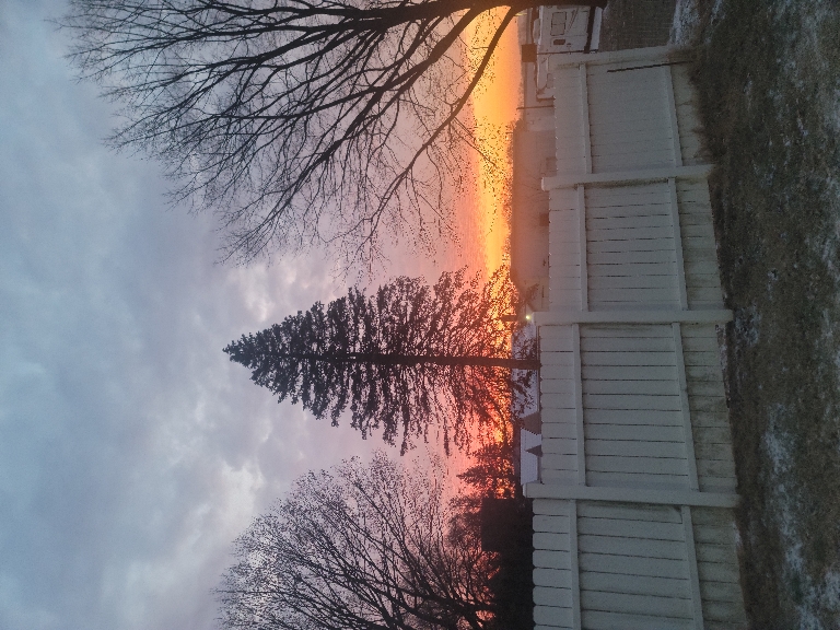 This picture shows a pretty nice sunrise. There are oranges, pinks, and grays behind a pine tree and deciduous tree.