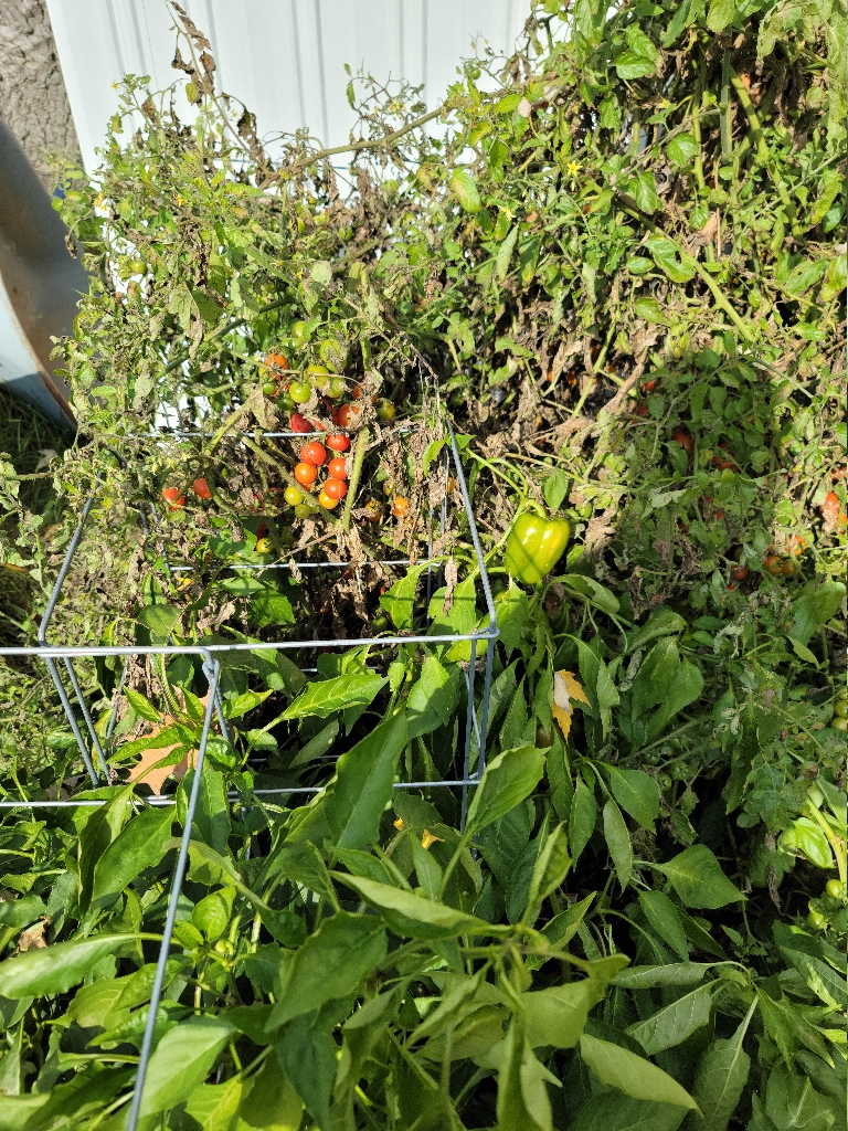This picture is of a bunch of ripe and ripening cherry tomatoes on a bush.