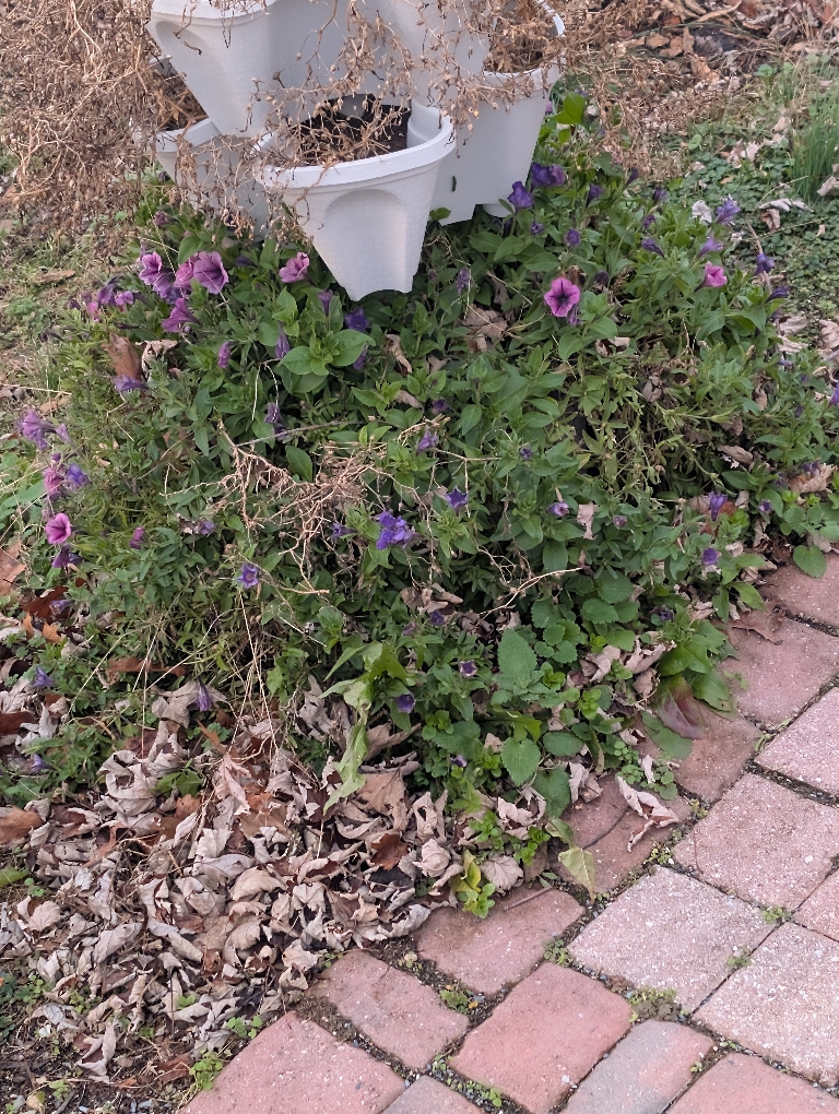 This picture shows some petunias in the bottom row of a planter. They are green with a few pink and purple flowers on them.