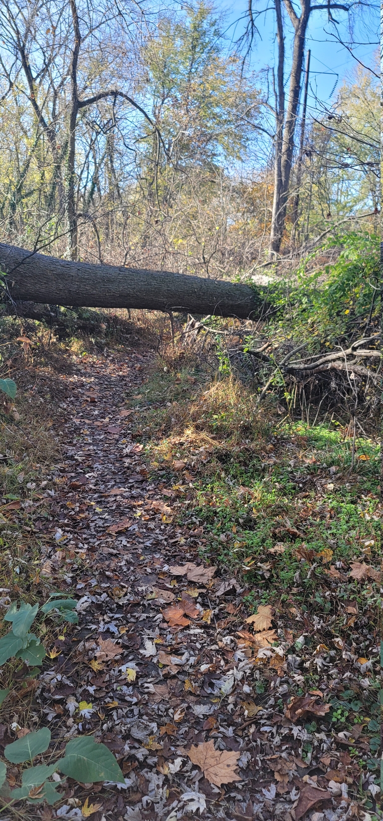 This picture is of large tree that blew over and is blocking a trail.