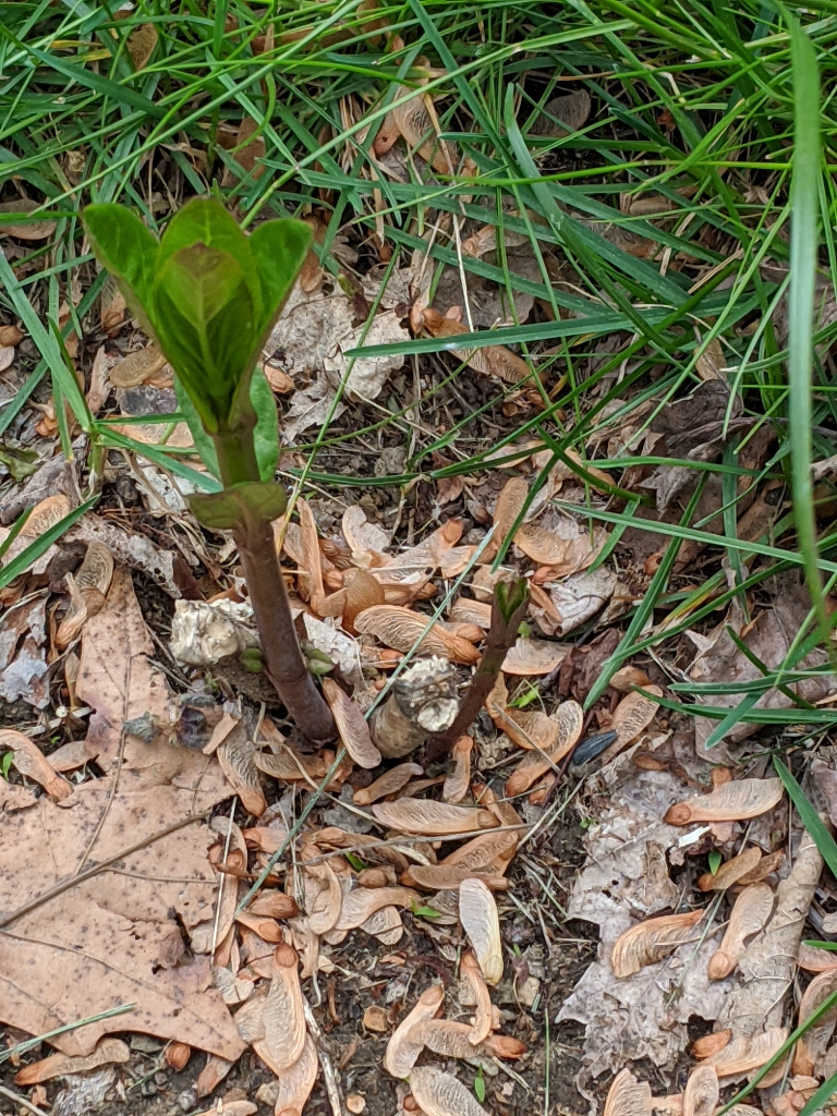This is a picture of swamp milkweed sprouting out of the ground in the spring.