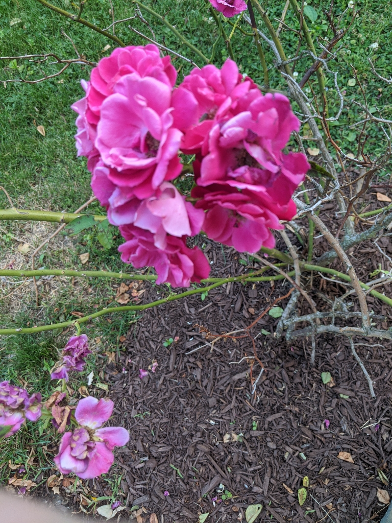 This is a photo of some red roses blooming on our rose bush.