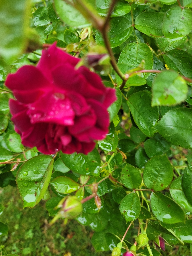 This picture shows a red rose that has opened up and blooming. on a green rose bush.