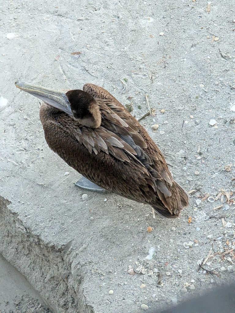 This picture shows a view looking down on a pelican on the sand below.