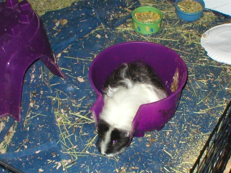 This is a picture of Our guinea pig named Peppy. She had a black face with a white stripe running down the middle like a skunk. That's where she got her name. Her body was mostly white with a black ass. she was standing in her upside down purple piggloo in this picture.