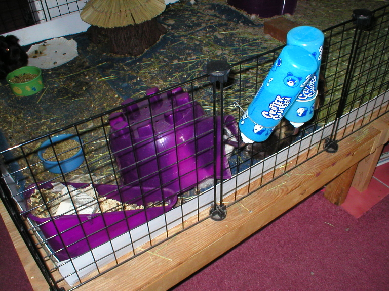 This is a picture of a black and white guinea pig with just her head poking out of the purple igloo to drink water. SHe has it lifted up onto a food dish so she can have the door oping at the water bottle.