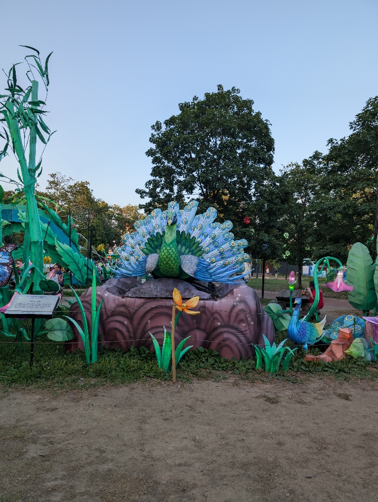 This picture shows a large peacock with a green body and white and blue tail. There are various lantern plants around it too.