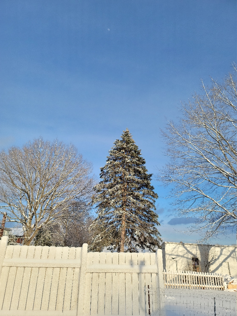 This is a picture of a snow-covered pine tree with the sun reflecting off of the snowy branches. The sky is clear in the background.