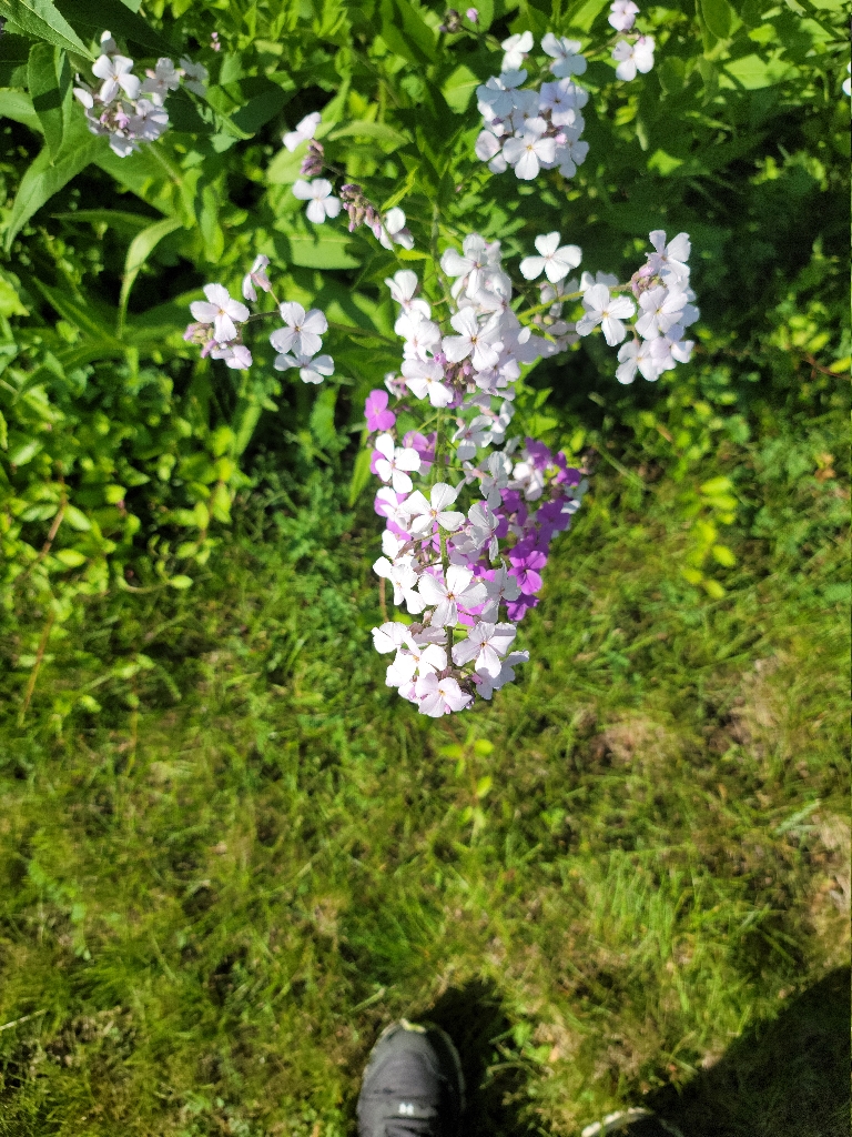 In this picture there is a plant with numerous white flowers. There are some pink flowers in the background behind the plant with white flowers.