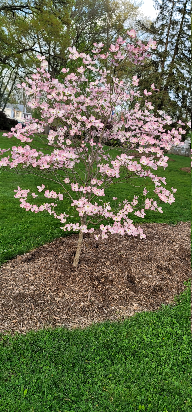 This is a picture of a pink dogwood tree blooming at a park.