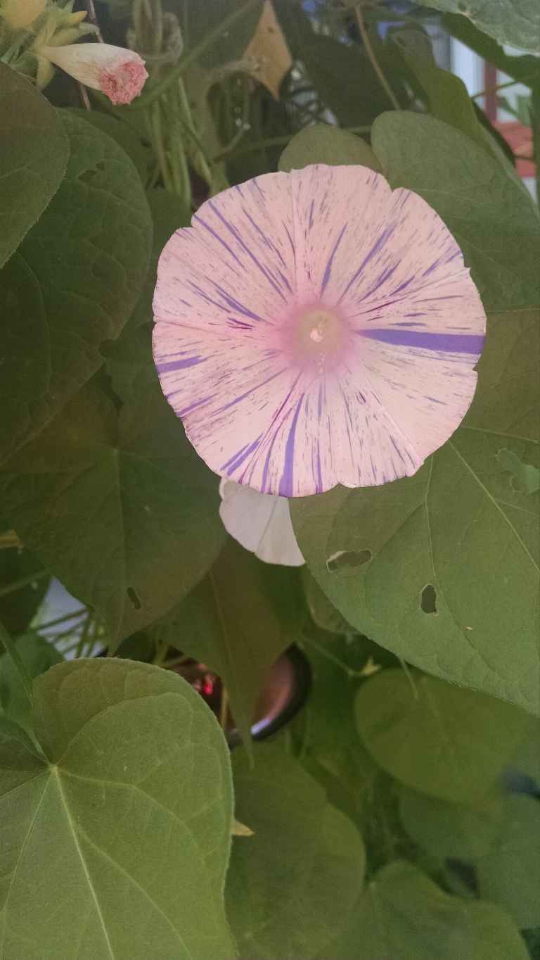 This is a photo of a pink morning glory flower. It has some very thin purple stripes radiating out from the center.
