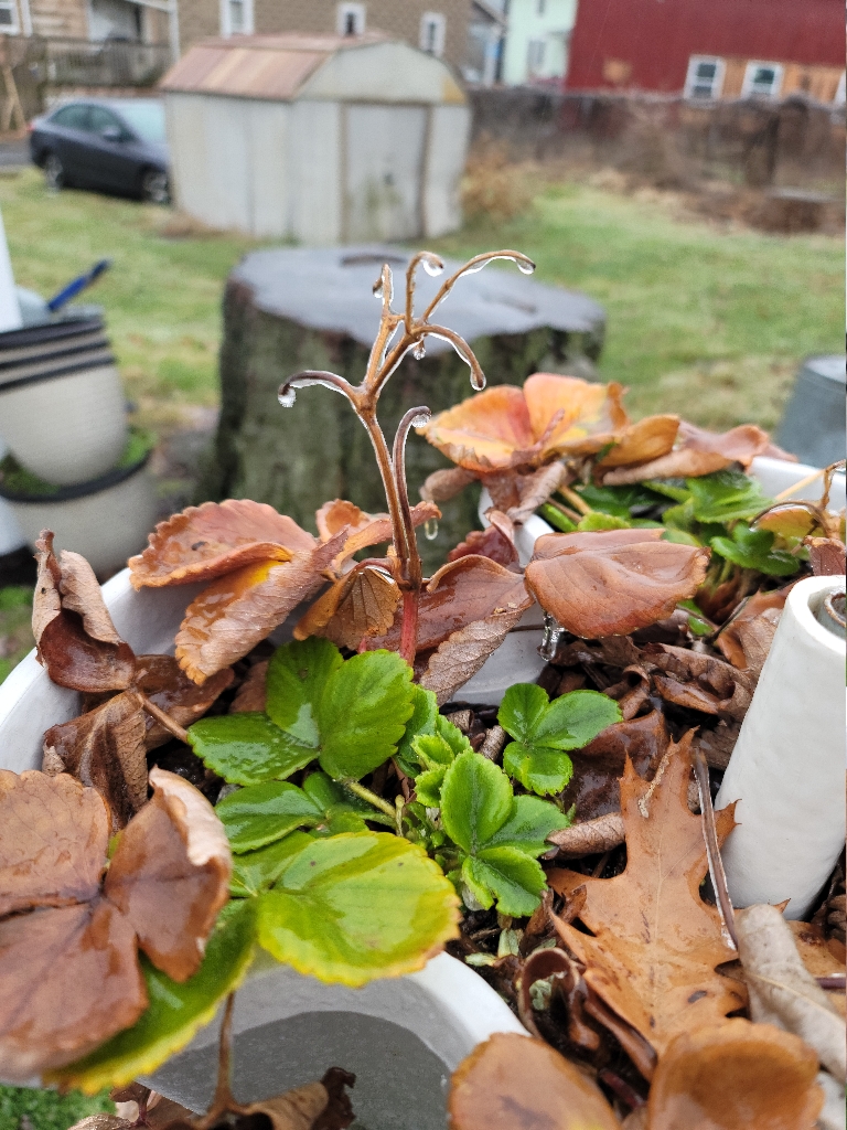 This picture shows a red strawberry plant with a coating of ice on the leaves and stem.