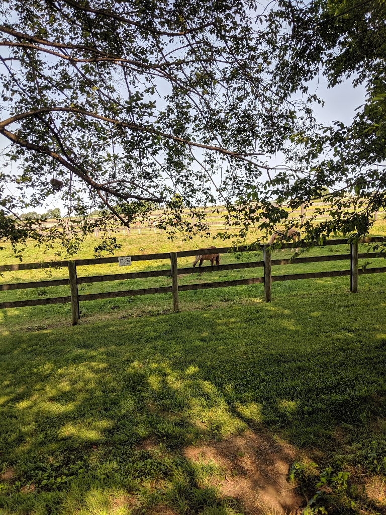 This is a picture a horse in a field grazing.