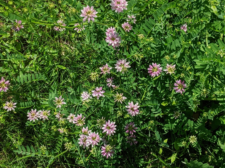 This photo contains purple flowers