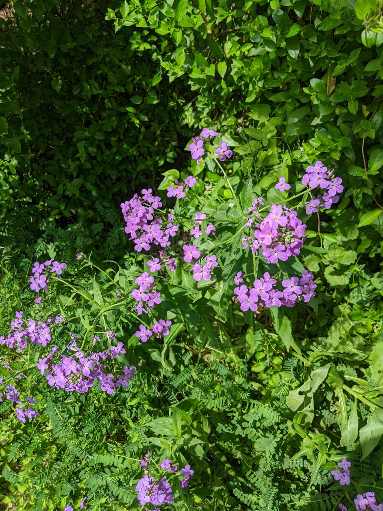 In this picture there is a plant with small four petaled purplish pink flowers that are blooming.