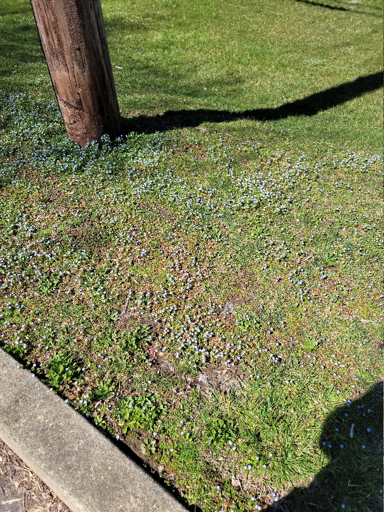 This is a picture of tons of purple flowers blooming mixed in with the green grass.