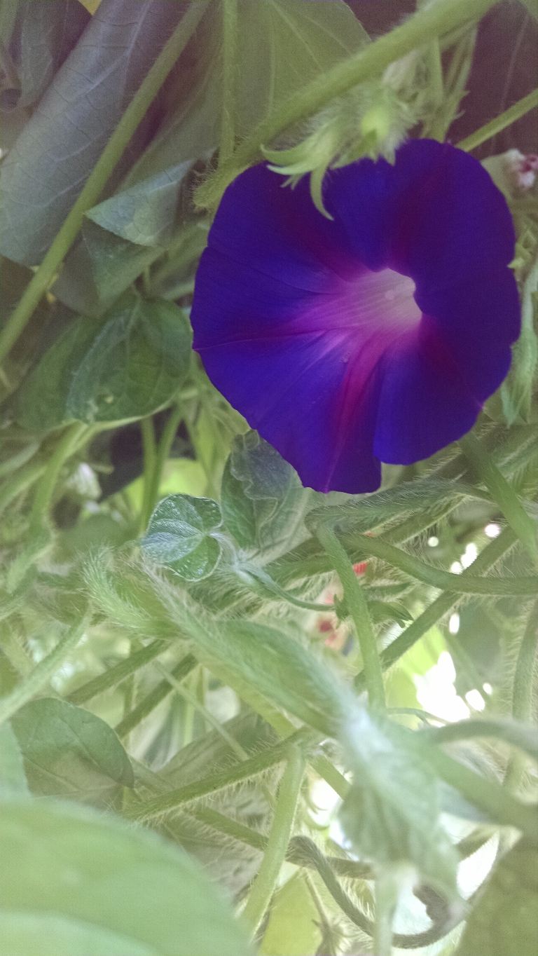 Here is a picture of a very dark purple morning glory bloom. The center is slightly lighter..