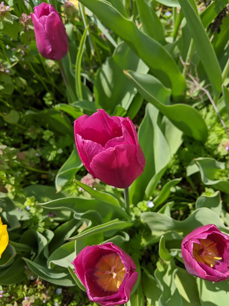 This picture displays purple tulips in bloom.