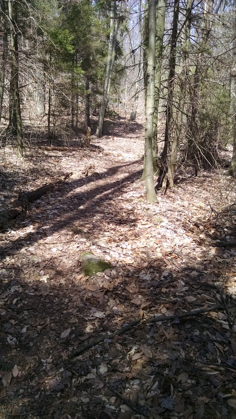 This is a picture Of a sunny day on the trail in the woods during the early spring. There's not much green yet.