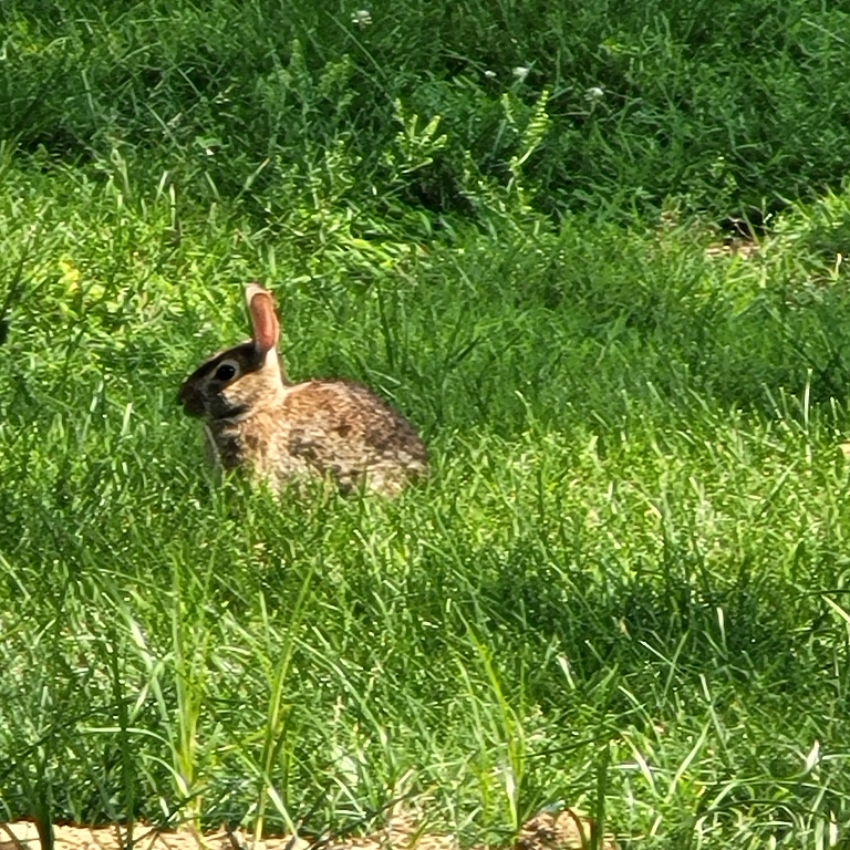 Here is a photo of a small rabbit that was happily munching away on the neighbor's tall grass.