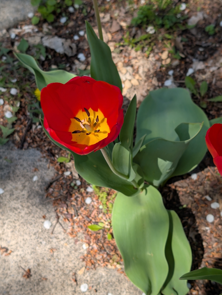 This is a picture of a deep red flower. The bottom of the inside of it is more orange than red.