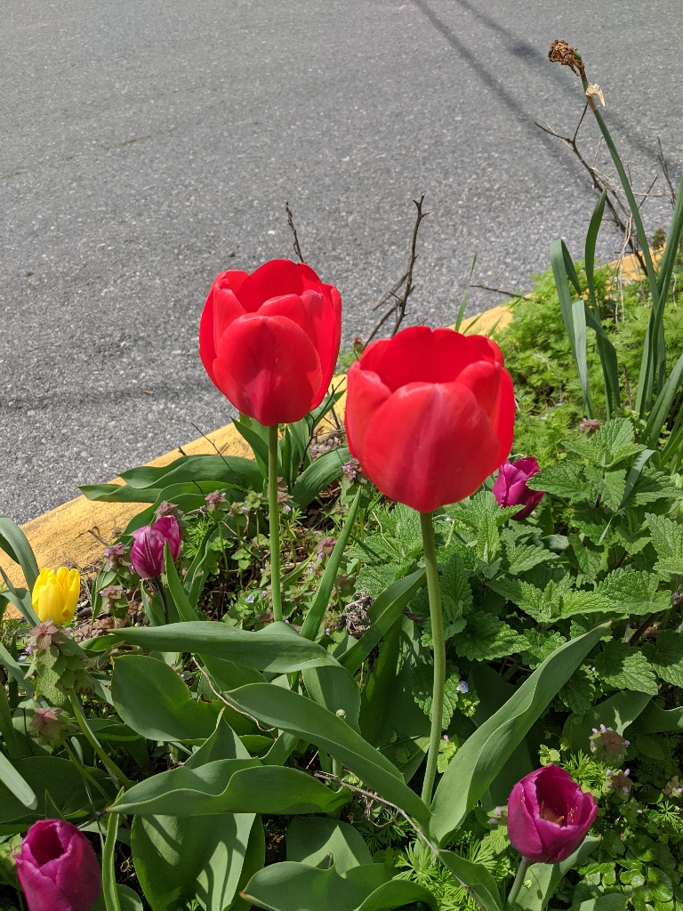 This picture shows red and purple tulips blooming across the street at the corner.